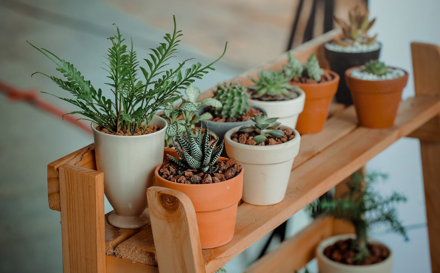 Tips to keep in mind when moving houseplants