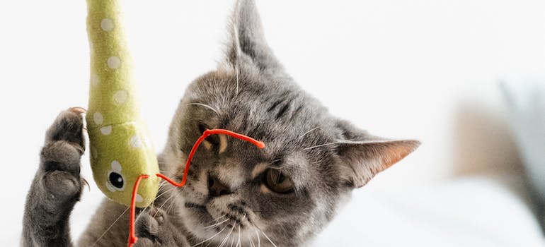 A cat playing with a toy