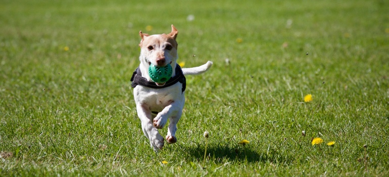 A dog running in a park