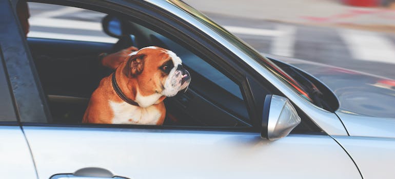 A dog in the front seat of a car