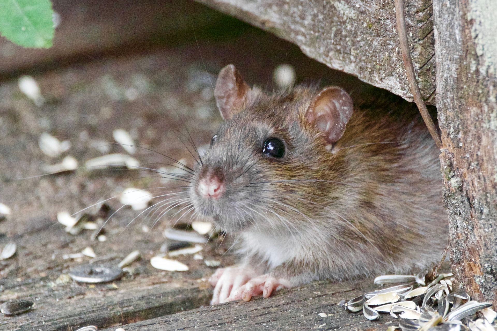 How to prevent rodent infestations in your Manhattan storage unit