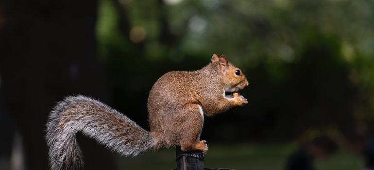 Picture of a squirrel in a park located in the expansive Upper West Side